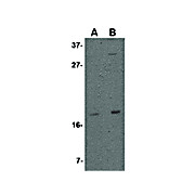 Stella Antibody 100µg