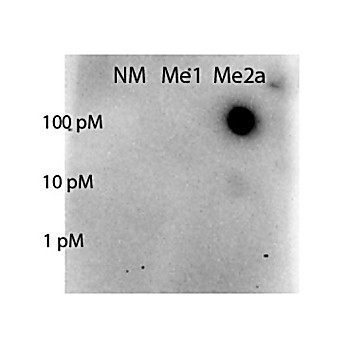 Anti-STAT5 [Asym-dimethyl Arg31] (RABBIT) Antibody, 100µg, Liquid (sterile filtered)