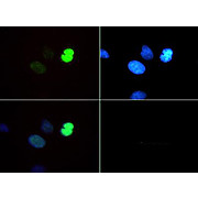 Anti-Histone H3 [Monomethyl Lys4, p Thr6] (RABBIT) Antibody, 50µg, Liquid (sterile filtered)