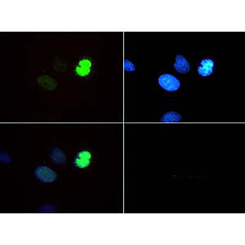Anti-Histone H3 [Monomethyl Lys4, p Thr6] (RABBIT) Antibody, 50µg, Liquid (sterile filtered)
