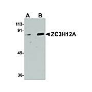 Anti-ZC3H12A (RABBIT) Antibody, 100µg, Liquid (sterile filtered)
