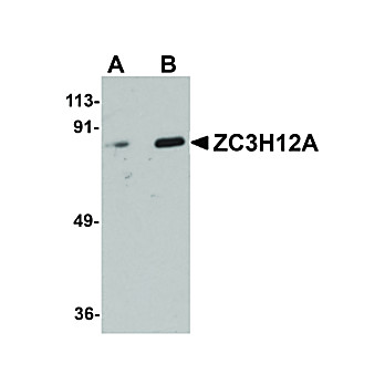 Anti-ZC3H12A (RABBIT) Antibody, 100µg, Liquid (sterile filtered)