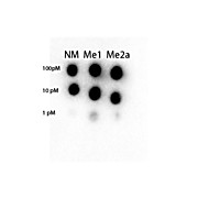 Anti-STAT3 (RABBIT) Antibody, 25µL, Liquid (sterile filtered)