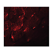 Anti-TMEM38A (RABBIT) Antibody, 100µg, Liquid (sterile filtered)