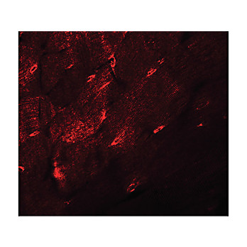 Anti-TMEM38A (RABBIT) Antibody, 100µg, Liquid (sterile filtered)