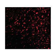TEM5 Antibody internal 100µg
