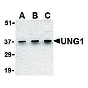 UNG1 Antibody cterm 100µg