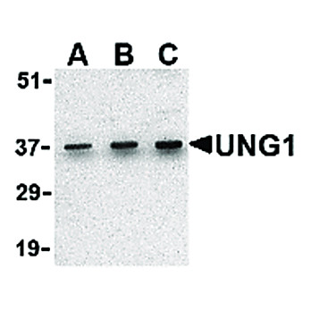 UNG1 Antibody cterm 100µg