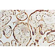 Cu/Zn SOD Antibody (hu) 100µg