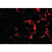 Anti-Wnt10a (RABBIT) Antibody, 100µg, Liquid (sterile filtered)