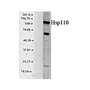 Anti-Hsp110 (RABBIT) Antibody, 100µg, Liquid (sterile filtered)