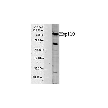 Anti-Hsp110 (RABBIT) Antibody, 100µg, Liquid (sterile filtered)