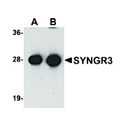 Anti-SYNGR3 (RABBIT) Antibody, 100µg, Liquid (sterile filtered)