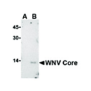 Anti-West Nile Virus Core (RABBIT) Antibody, 100µg, Liquid (sterile filtered)