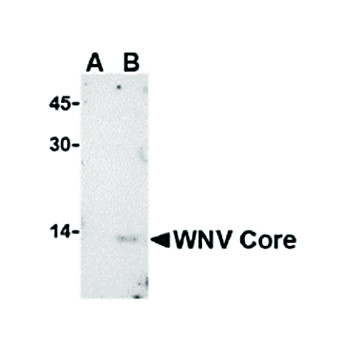 Anti-West Nile Virus Core (RABBIT) Antibody, 100µg, Liquid (sterile filtered)