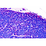 TLR8 Antibody cterm 100µg