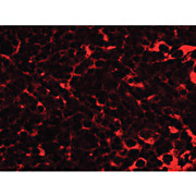 Anti-TMEM38B (RABBIT) Antibody, 100µg, Liquid (sterile filtered)