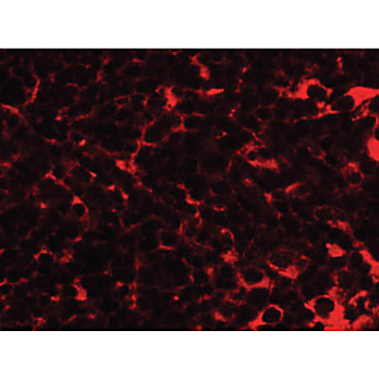 Anti-TMEM38B (RABBIT) Antibody, 100µg, Liquid (sterile filtered)
