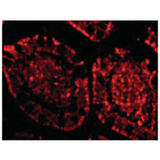Anti-ZBP1 (RABBIT) Antibody, 100µg, Liquid (sterile filtered)