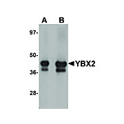 Anti-YBX2 (RABBIT) Antibody, 100µg, Liquid (sterile filtered)