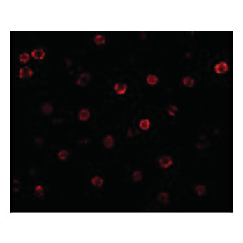 Anti-T-cadherin (RABBIT) Antibody, 100µg, Liquid (sterile filtered)
