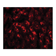 Anti-TREX2 (RABBIT) Antibody, 100µg, Liquid (sterile filtered)