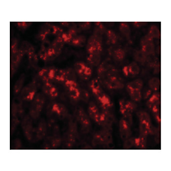 Anti-TREX2 (RABBIT) Antibody, 100µg, Liquid (sterile filtered)
