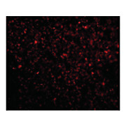 Anti-TREX1 (RABBIT) Antibody, 100µg, Liquid (sterile filtered)