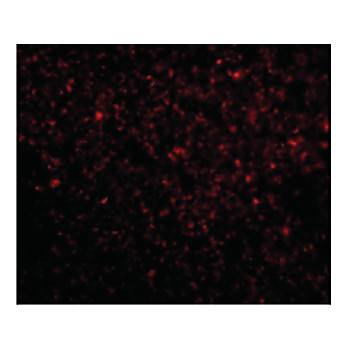 Anti-TREX1 (RABBIT) Antibody, 100µg, Liquid (sterile filtered)