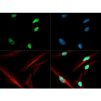 Anti-Histone H3 [ac Lys4] (RABBIT) Antibody, 50µg, Liquid (sterile filtered)