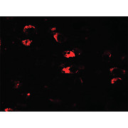 Anti-USP25 (RABBIT) Antibody, 100µg, Liquid (sterile filtered)
