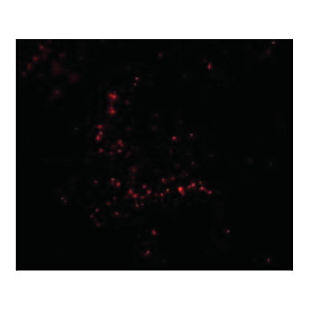TRIM30 Antibody cterm 100µg