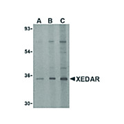 Anti-XEDAR (RABBIT) Antibody, 100µg, Liquid (sterile filtered)