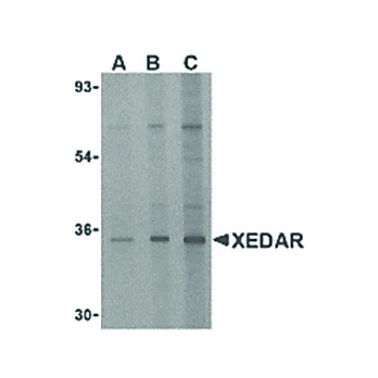 Anti-XEDAR (RABBIT) Antibody, 100µg, Liquid (sterile filtered)