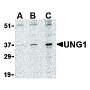 UNG1 Antibody nterm 100µg