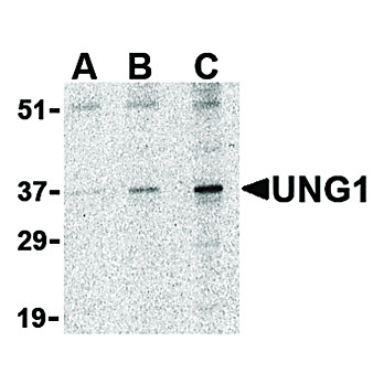 UNG1 Antibody nterm 100µg