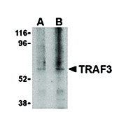 TRAF3 Antibody cterm 100µg