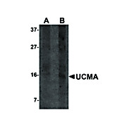 Anti-UCMA (RABBIT) Antibody, 100µg, Liquid (sterile filtered)