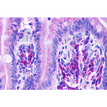 VARP Antibody internal 100µg