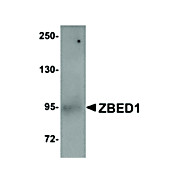 Anti-ZBED1 (RABBIT) Antibody, 100µg, Liquid (sterile filtered)