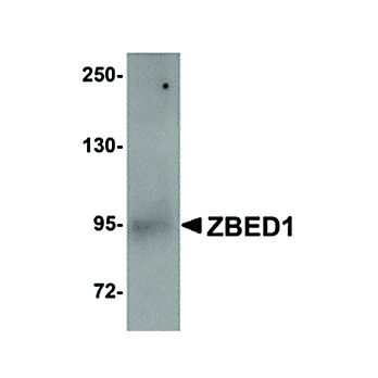Anti-ZBED1 (RABBIT) Antibody, 100µg, Liquid (sterile filtered)