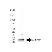 Anti-Histone H3 [Monomethyl Arg2] (RABBIT) Antibody, 50µg, Liquid (sterile filtered)
