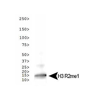 Anti-Histone H3 [Monomethyl Arg2] (RABBIT) Antibody, 50µg, Liquid (sterile filtered)