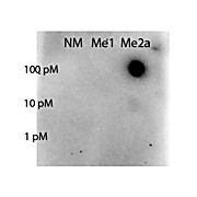 Anti-STAT5 [Asym-dimethyl Arg31] (RABBIT) Antibody, 25µL, Liquid (sterile filtered)