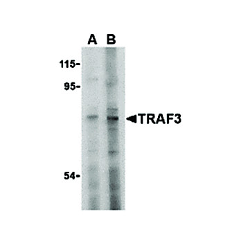 TRAF3 Antibody nterm 100µg