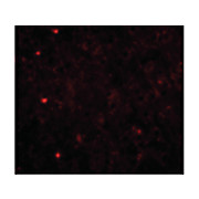TOM70 Antibody internal 100µg