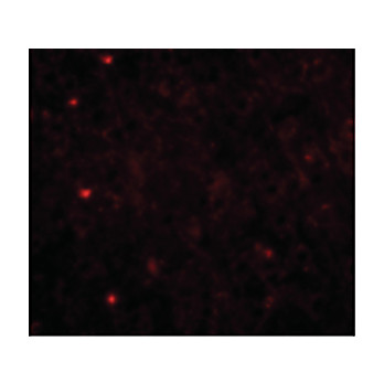 TOM70 Antibody internal 100µg