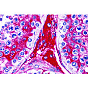 Anti-WDR35 (RABBIT) Antibody, 100µg, Liquid (sterile filtered)