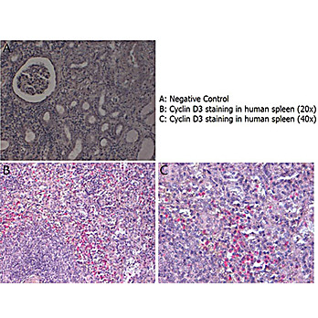 Anti-Cyclin D3 (RABBIT) Antibody, 25µL, Liquid (sterile filtered)