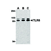 TLR6 Antibody internal 100µg